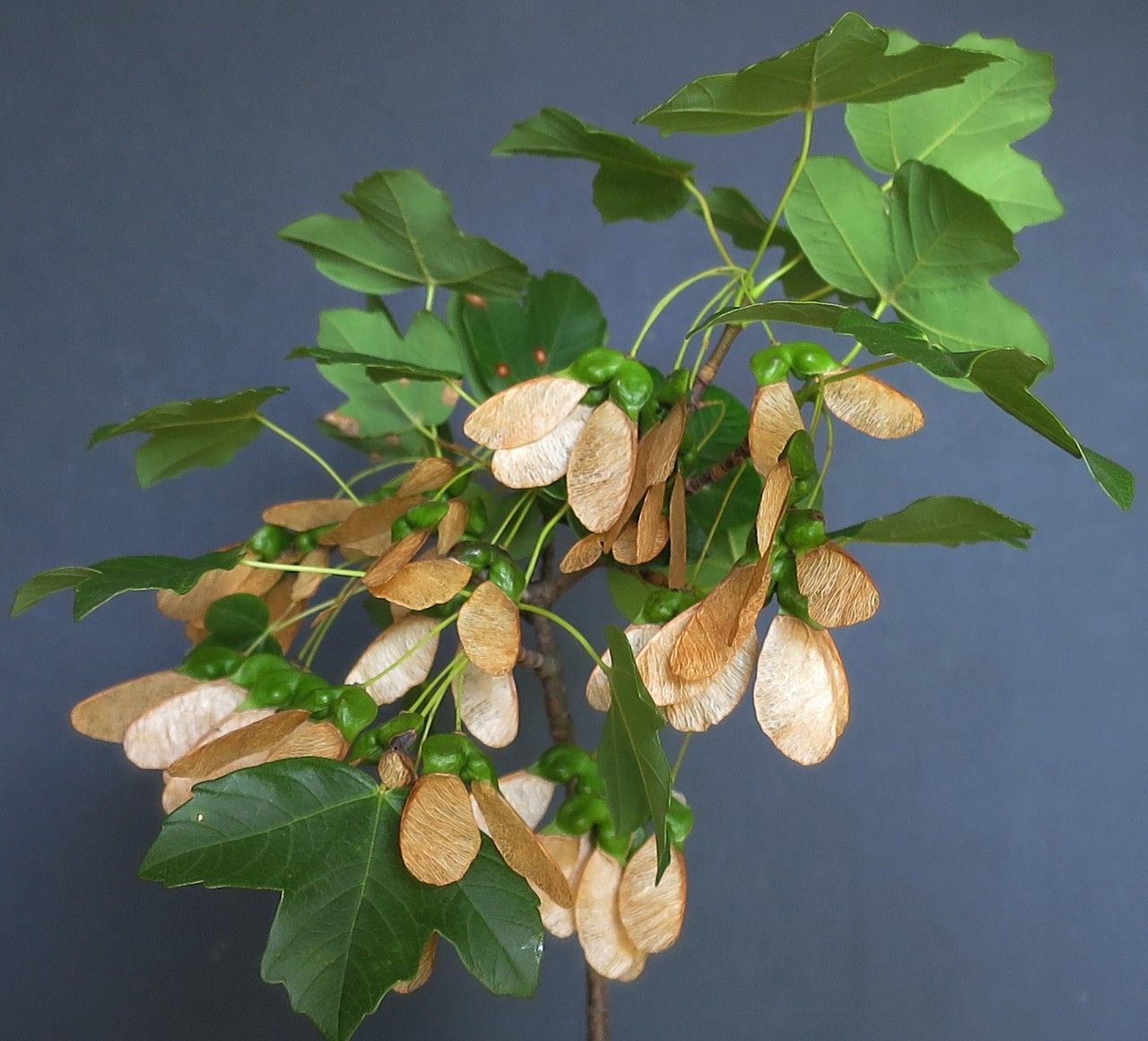 Acer × martini other