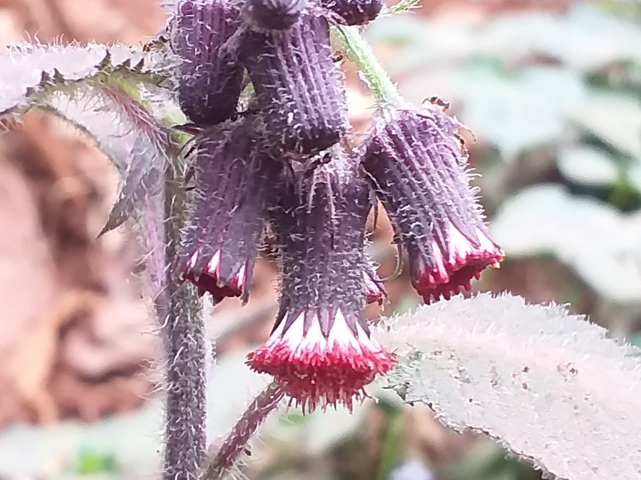 Crassocephalum crepidioides flower
