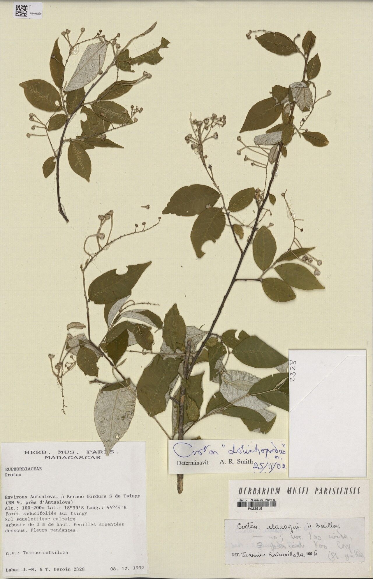 Croton tardeflorens — houseplant care guide