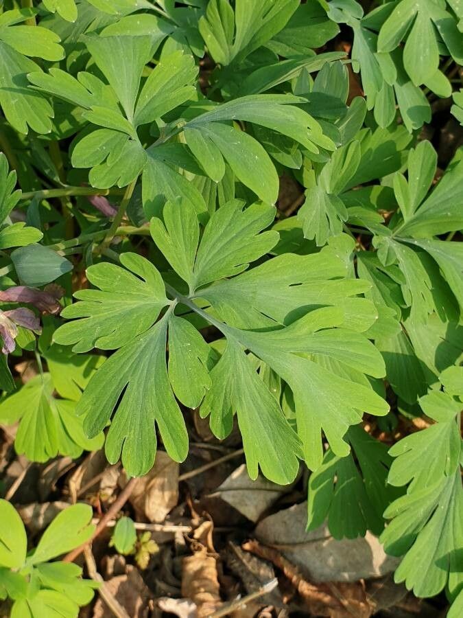 Corydalis cava — search result for 'Ukraine'