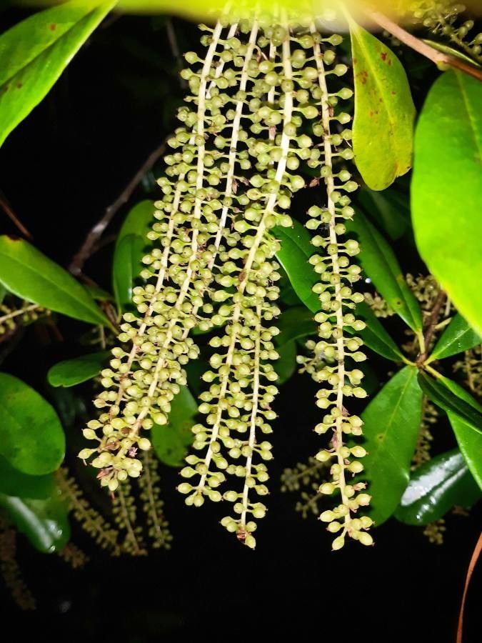 Cyrilla racemiflora fruit