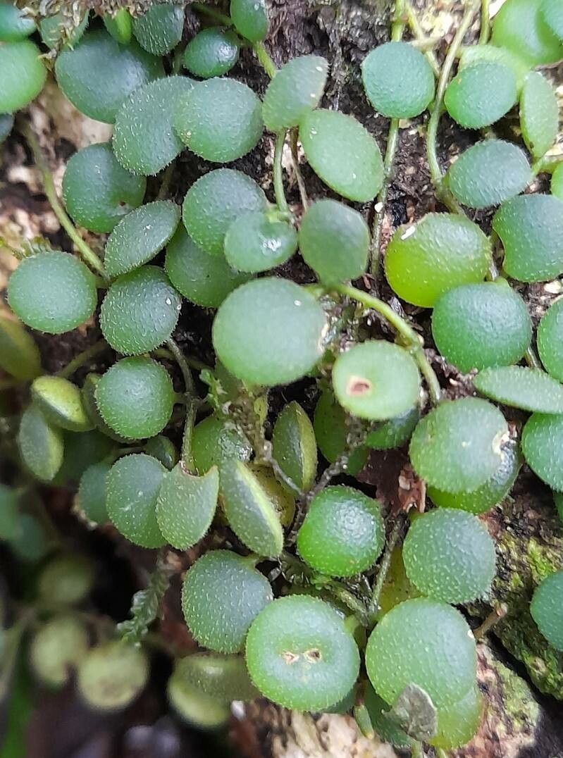 Peperomia circinnata — search result for 'Peperomia'