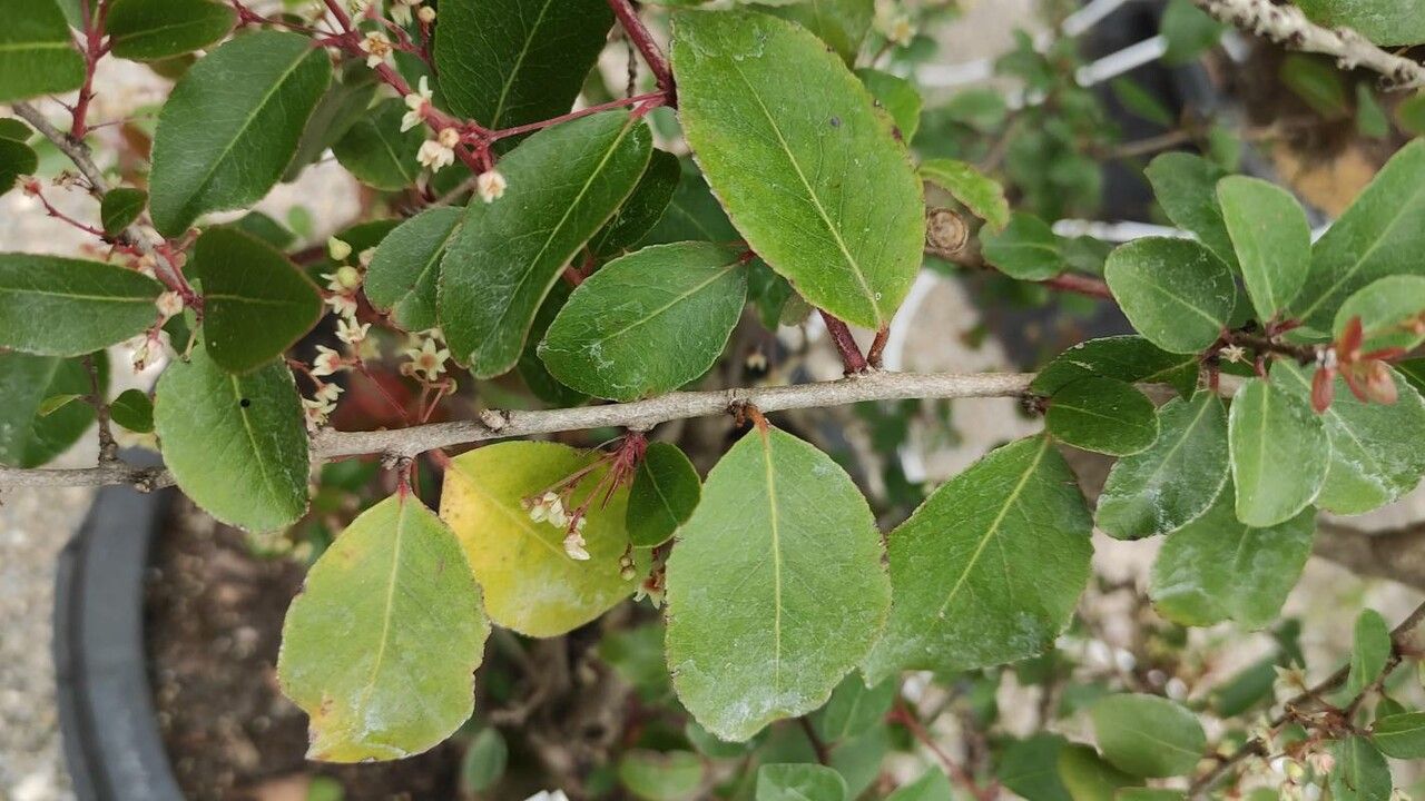 Gymnosporia putterlickioides leaf