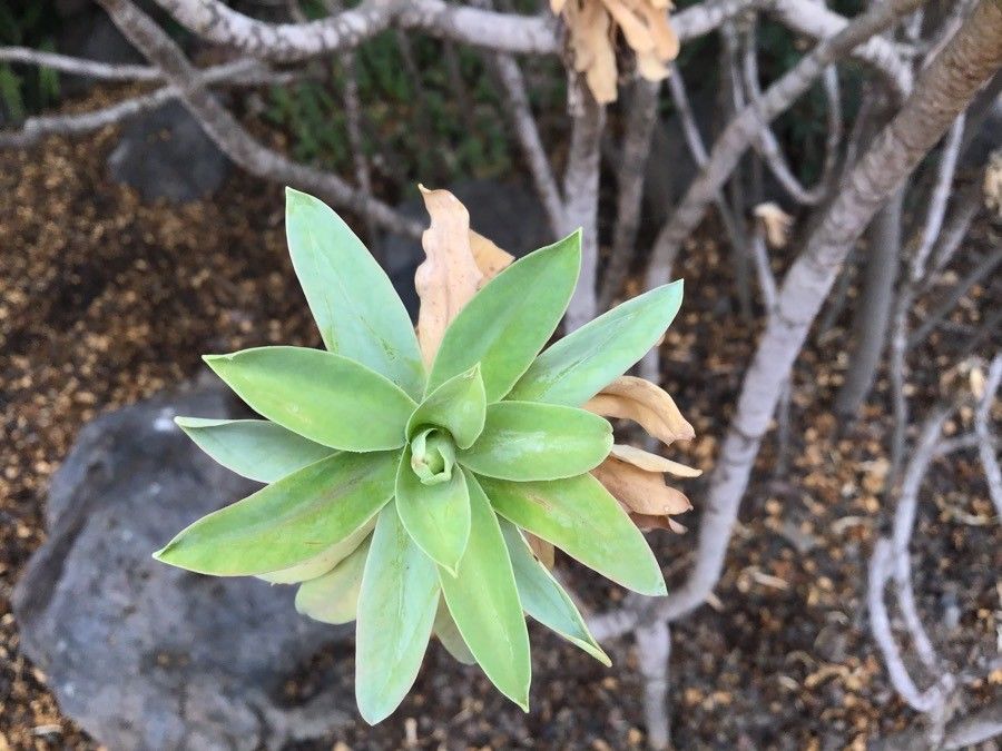 Euphorbia bravoana leaf