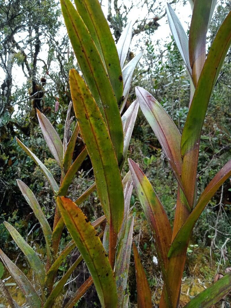 Epidendrum klotzscheanum — search result for 'Epidendrum'