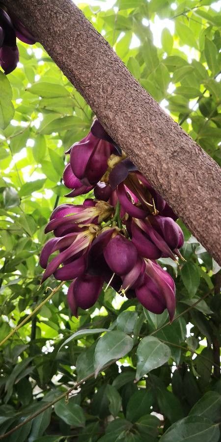 Mucuna sempervirens flower