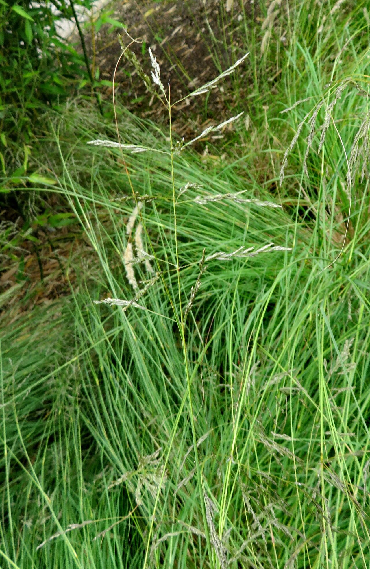 Melica penicillaris — houseplant care guide