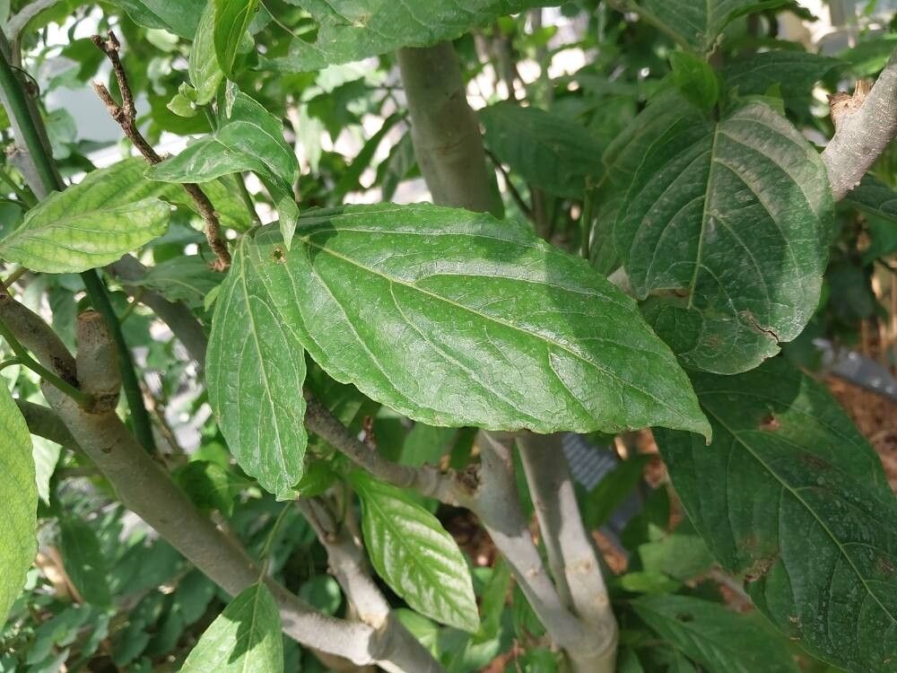 Cananga brandisiana — related species from the same genus