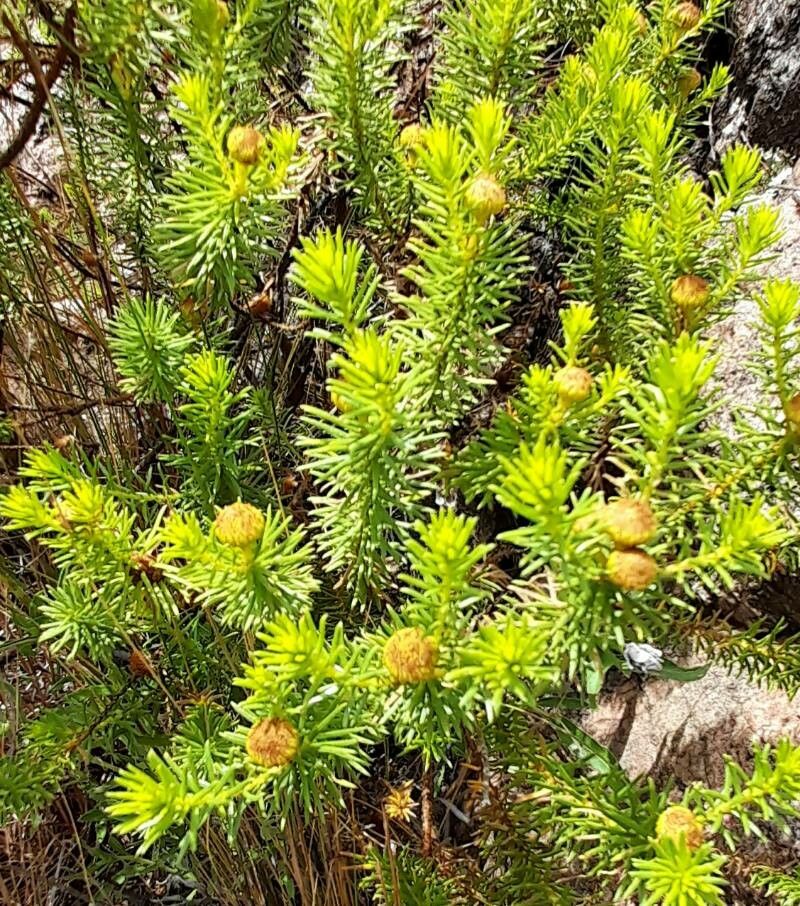 Baccharis aliena