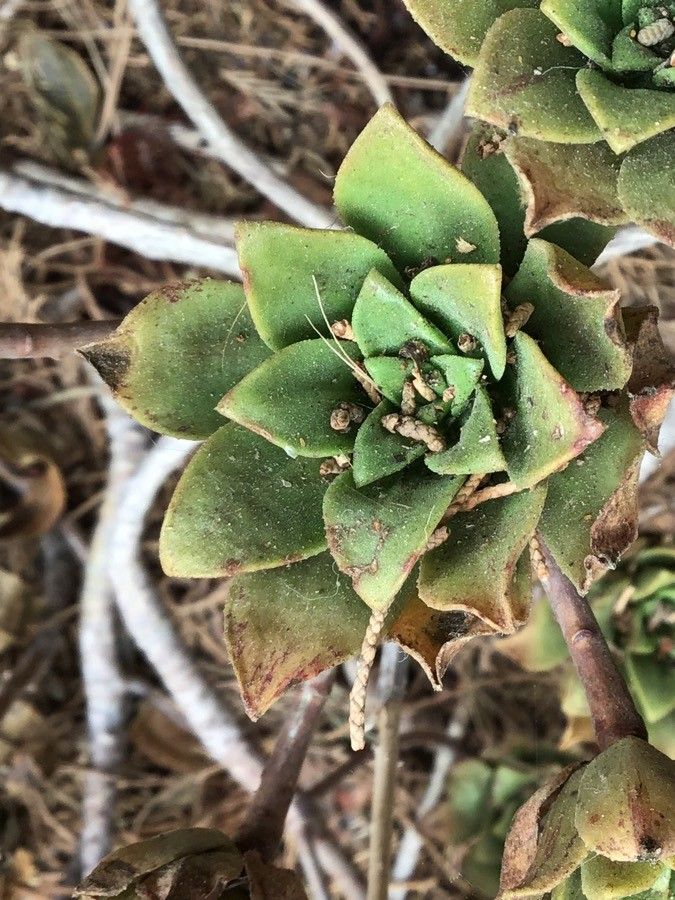 Aeonium burchardii — search result for 'Aeonium'