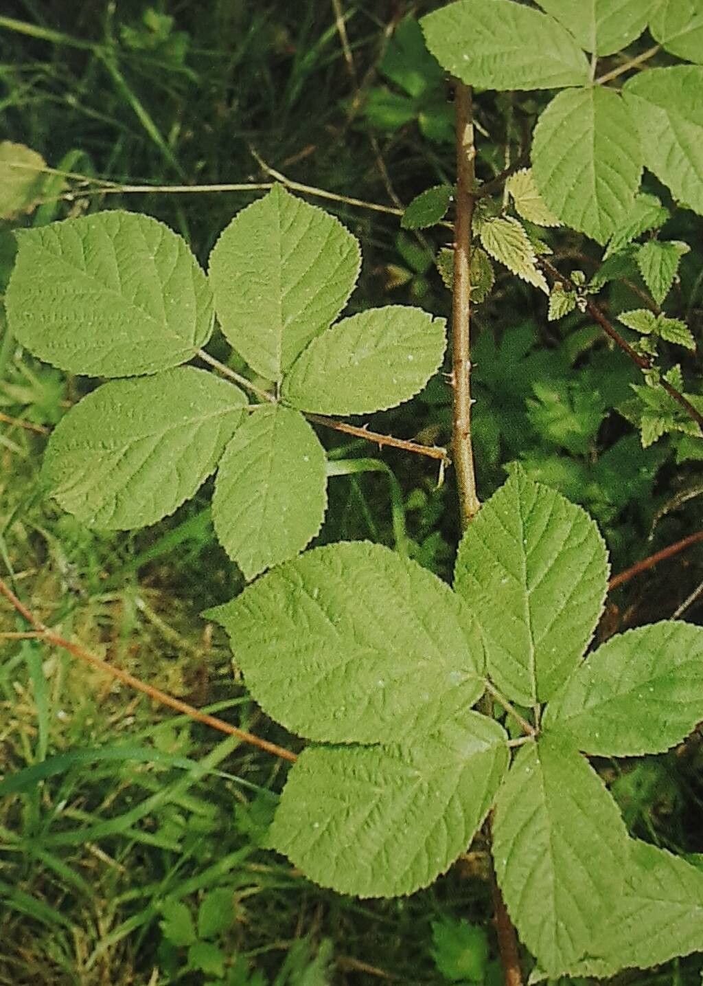 Rubus calvus — houseplant care guide