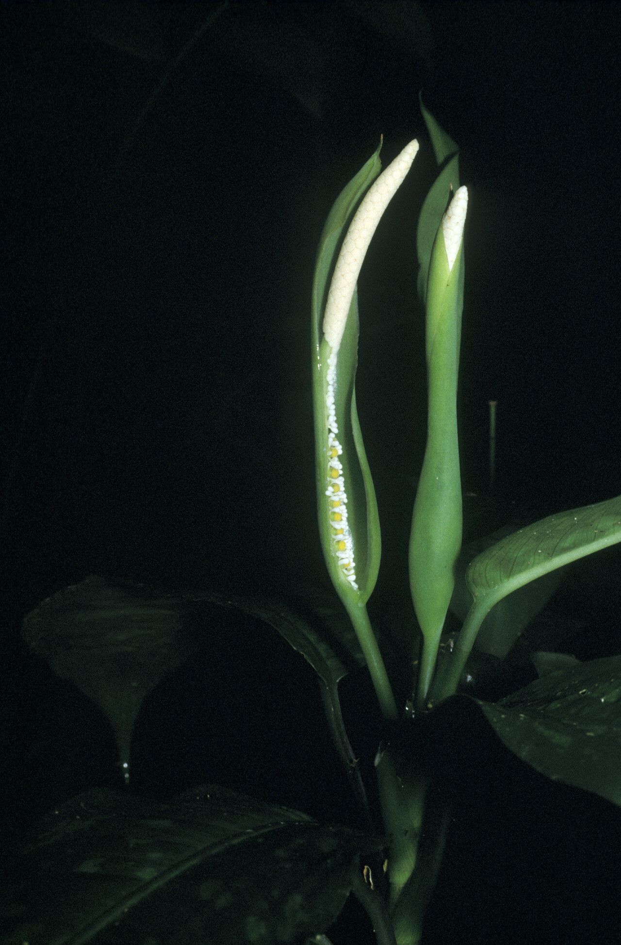 Dieffenbachia elegans flower