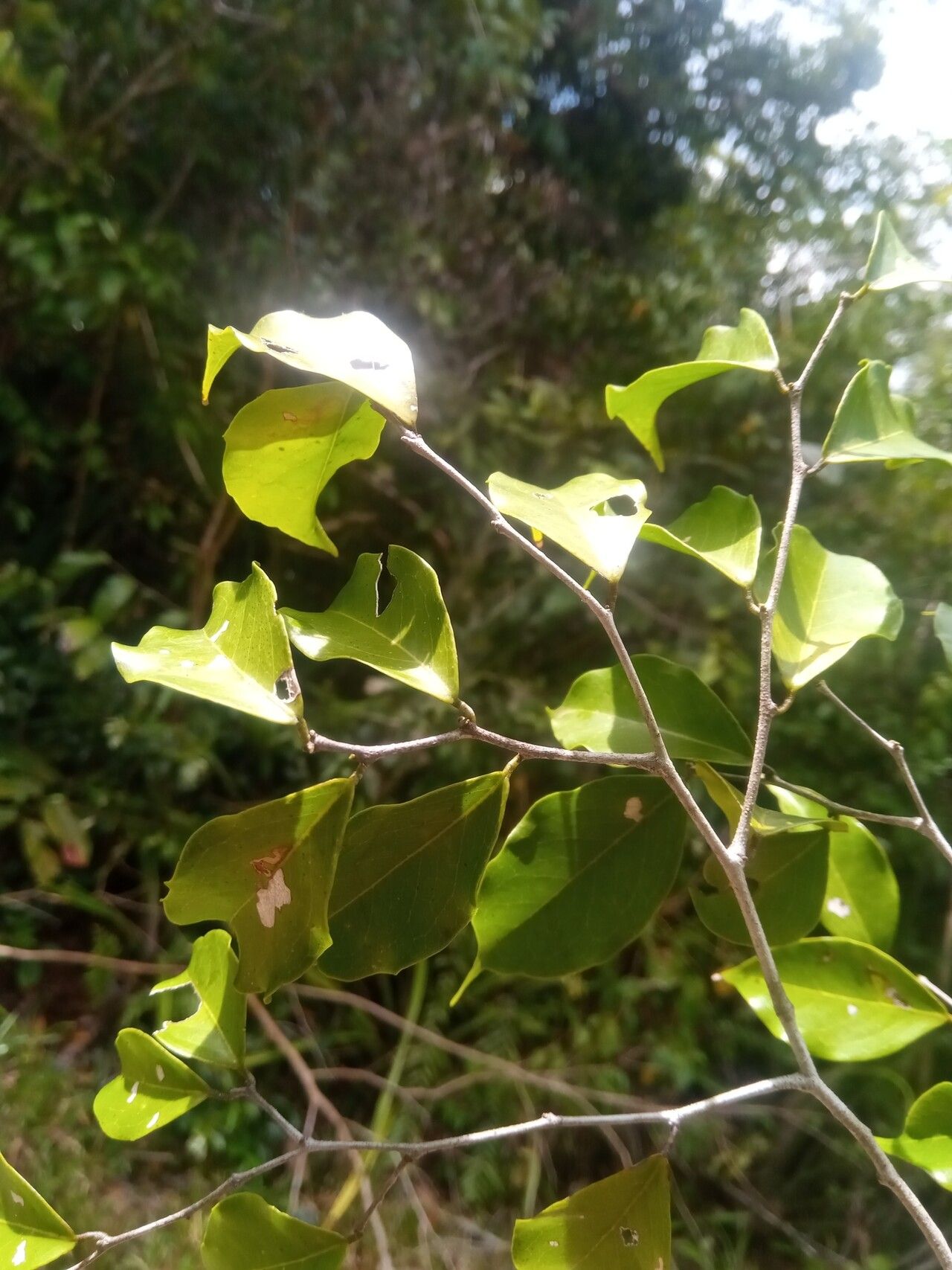 Dialium unifoliolatum leaf