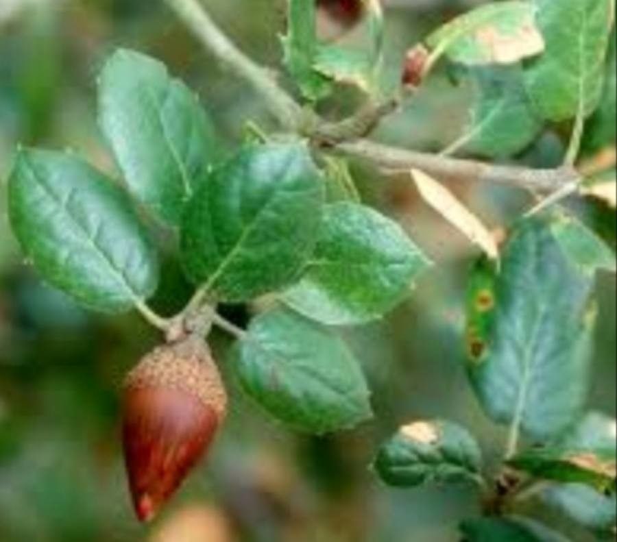 Quercus agrifolia fruit