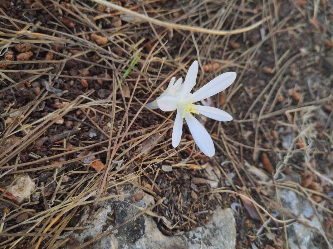 Crocus hartmannianus — search result for 'Cyprus'