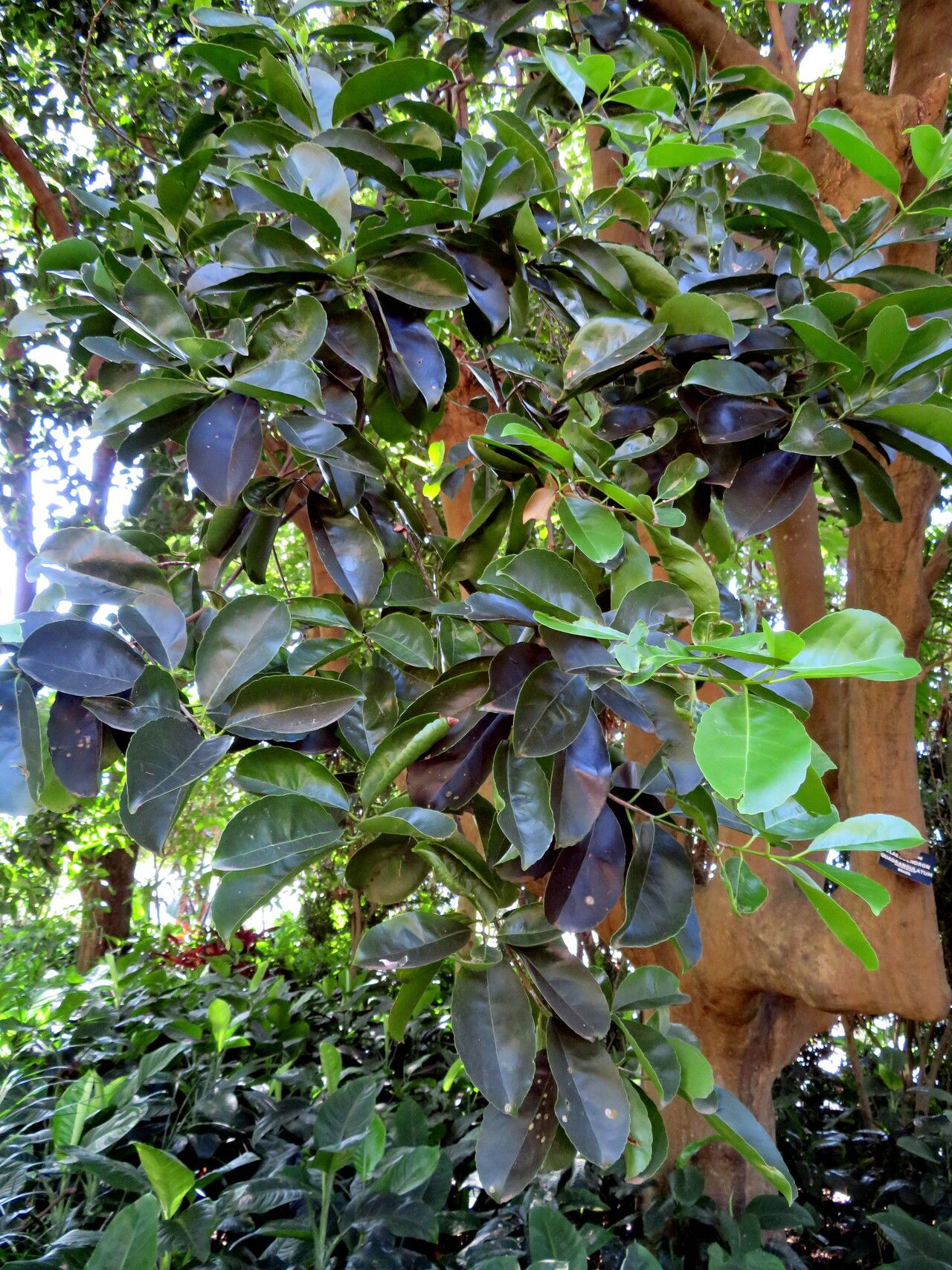 Maytenus quadrangulata — houseplant care guide