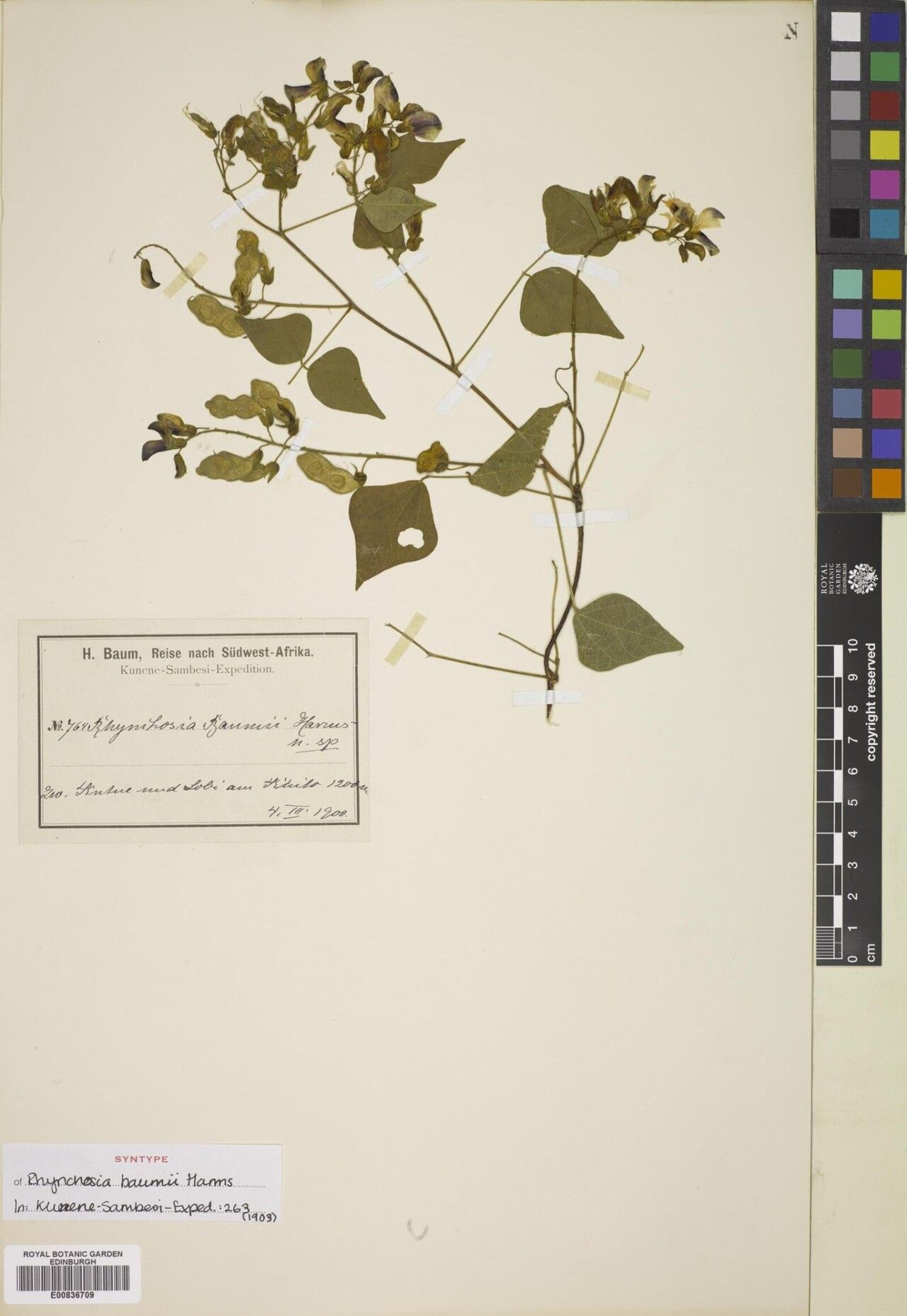 Rhynchosia baumii — houseplant care guide