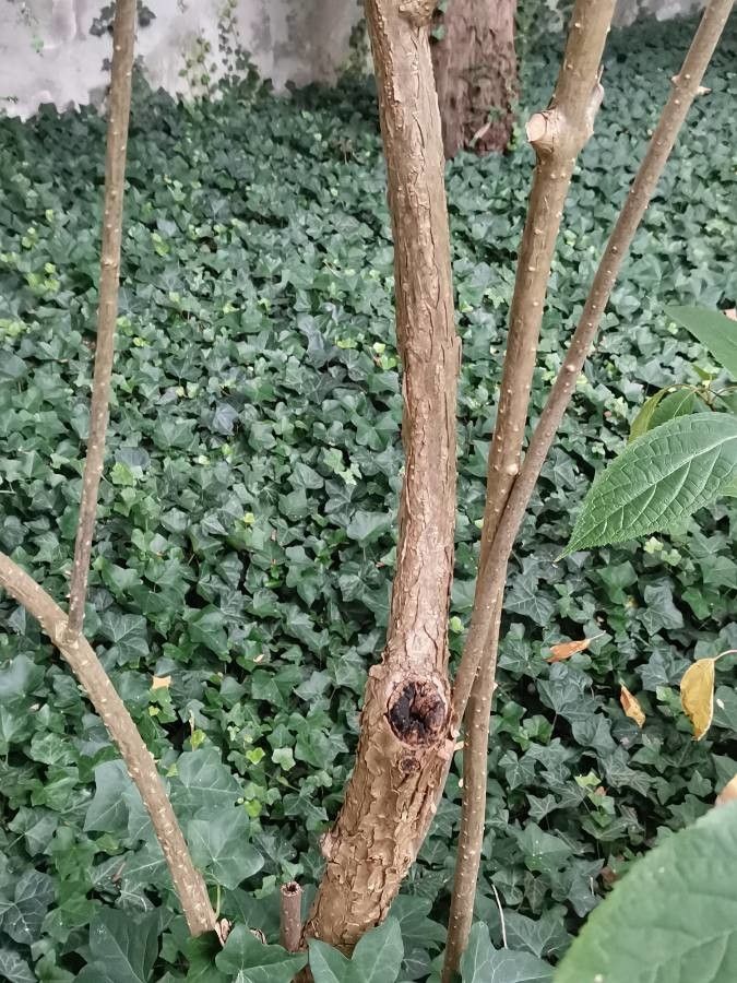 Hydrangea heteromalla bark