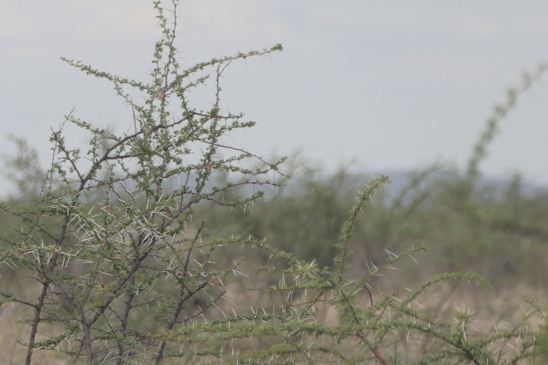 Vachellia nebrownii bark