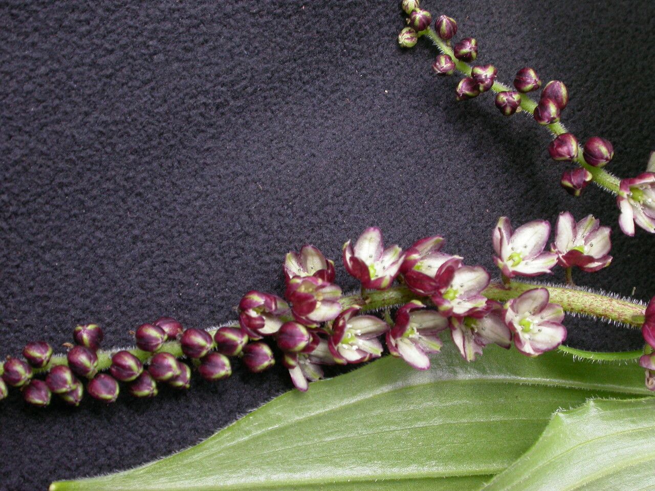 Maianthemum purpureum habit