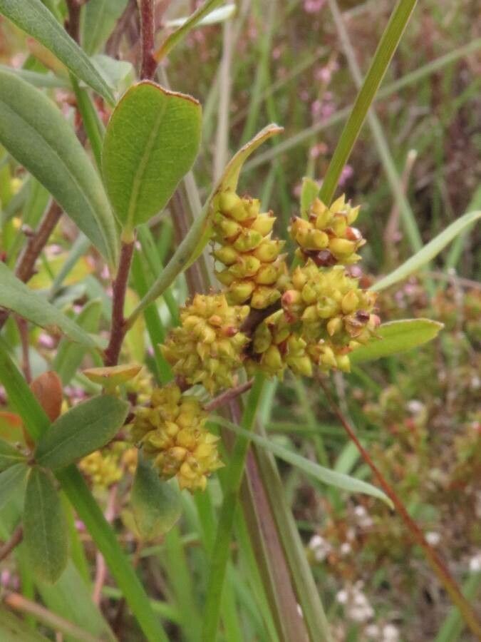 Myrica gale fruit