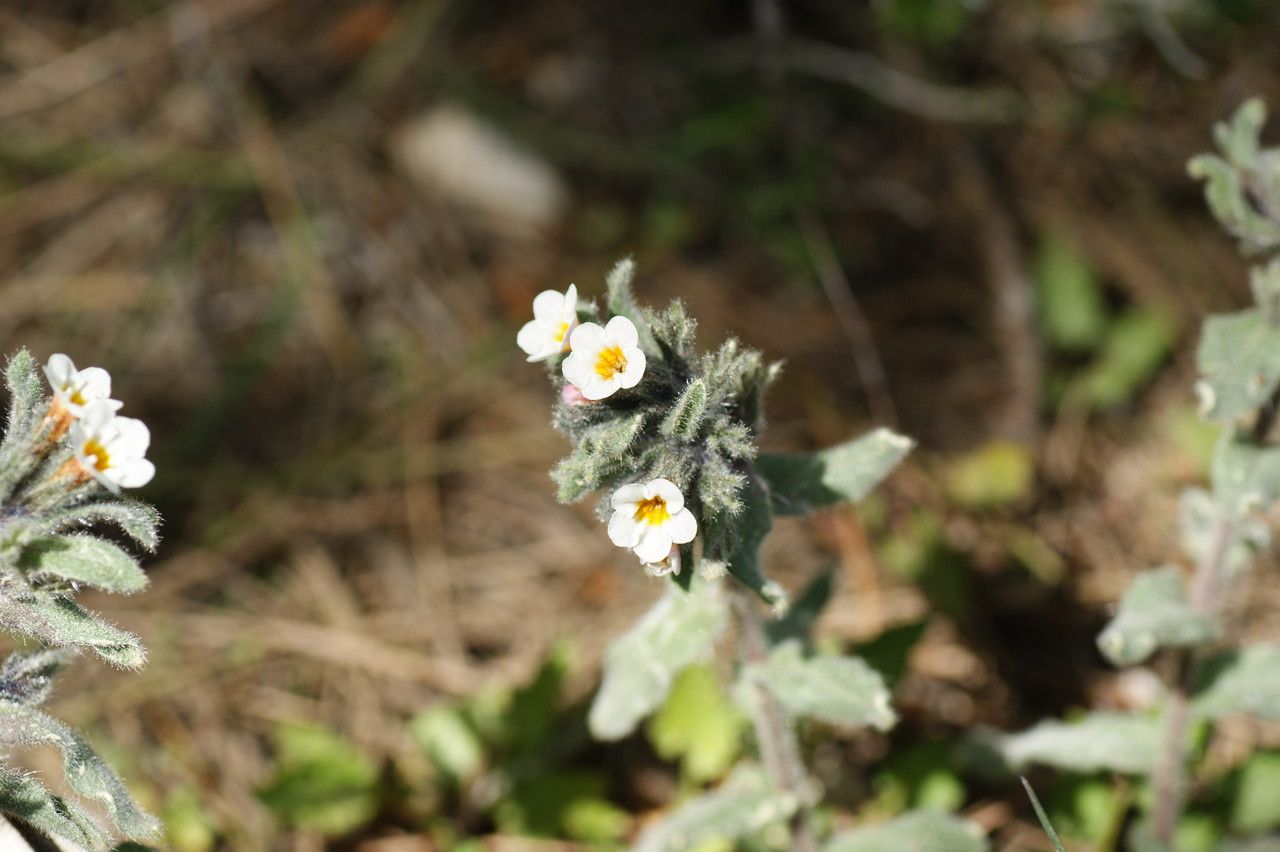 Alkanna corcyrensis flower