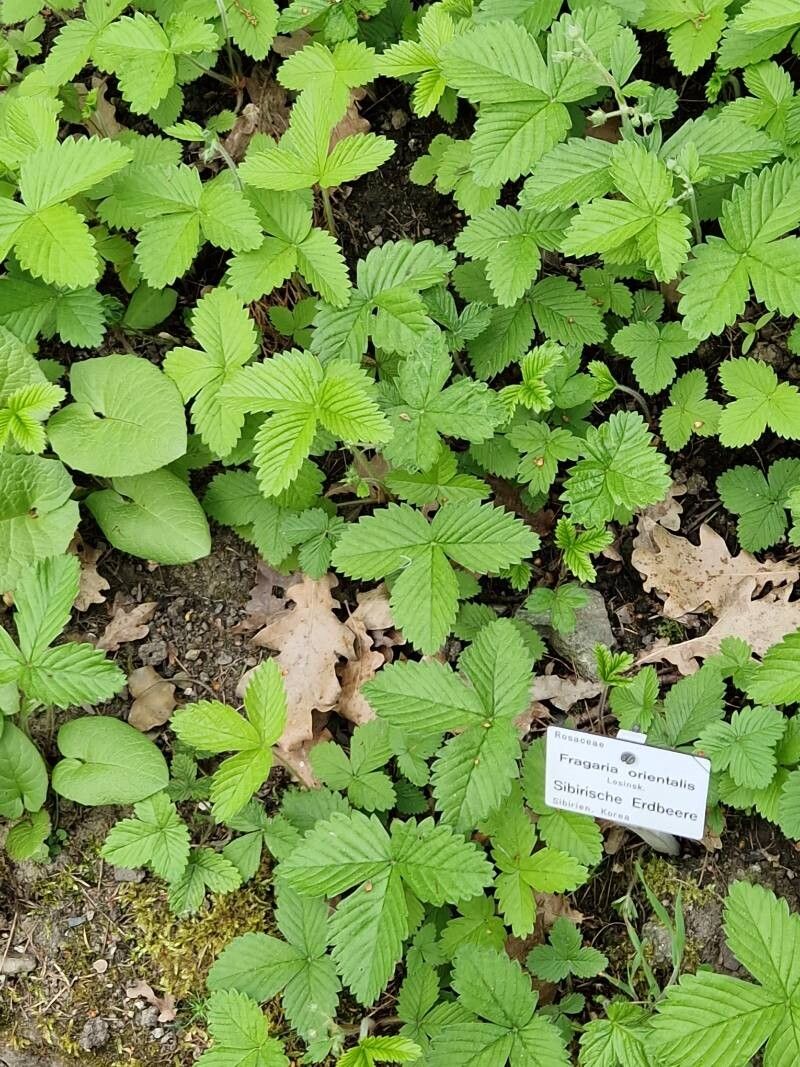 Fragaria orientalis habit