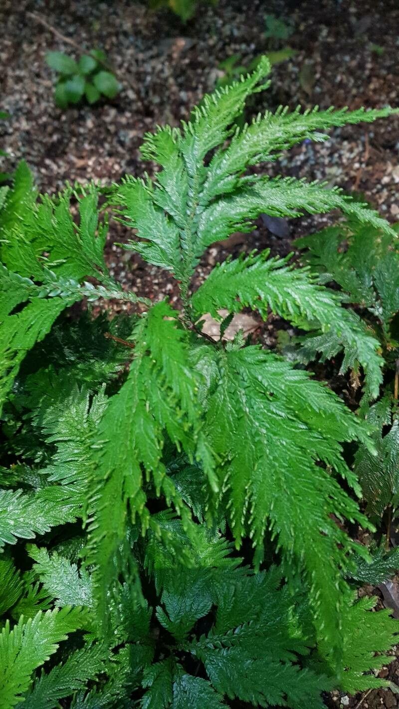 Selaginella geniculata — houseplant care guide