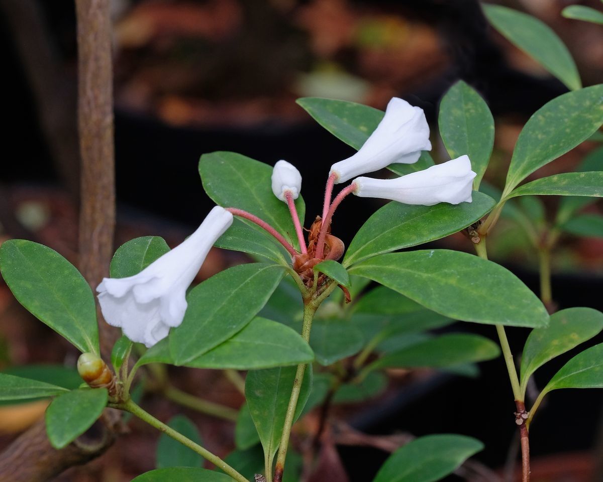Rhododendron vidalii — houseplant care guide