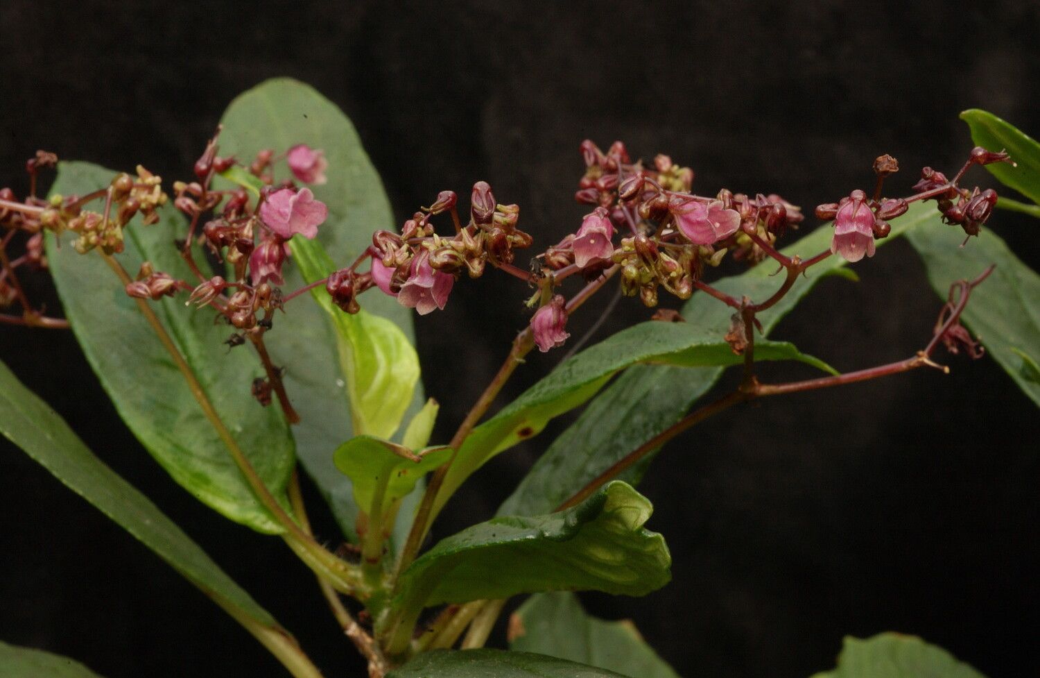 Streptocarpus papangae habit
