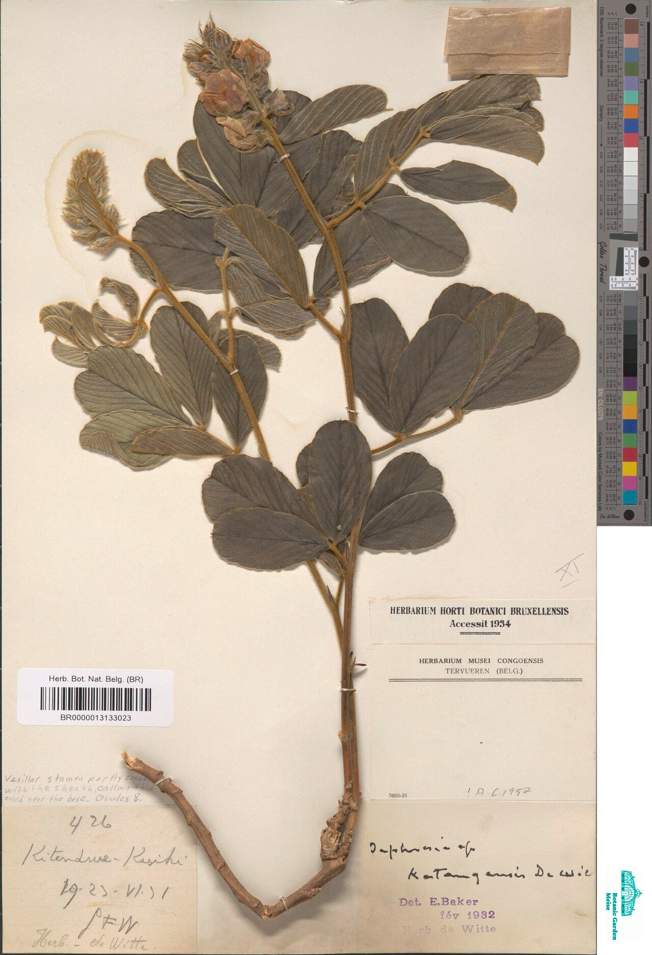 Tephrosia katangensis — search result for 'Tephrosia'