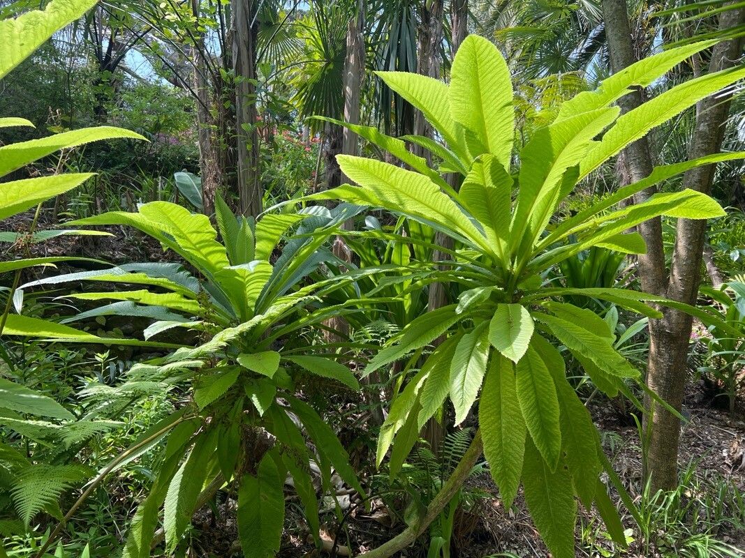 Musschia wollastonii — search result for 'Campanulaceae'