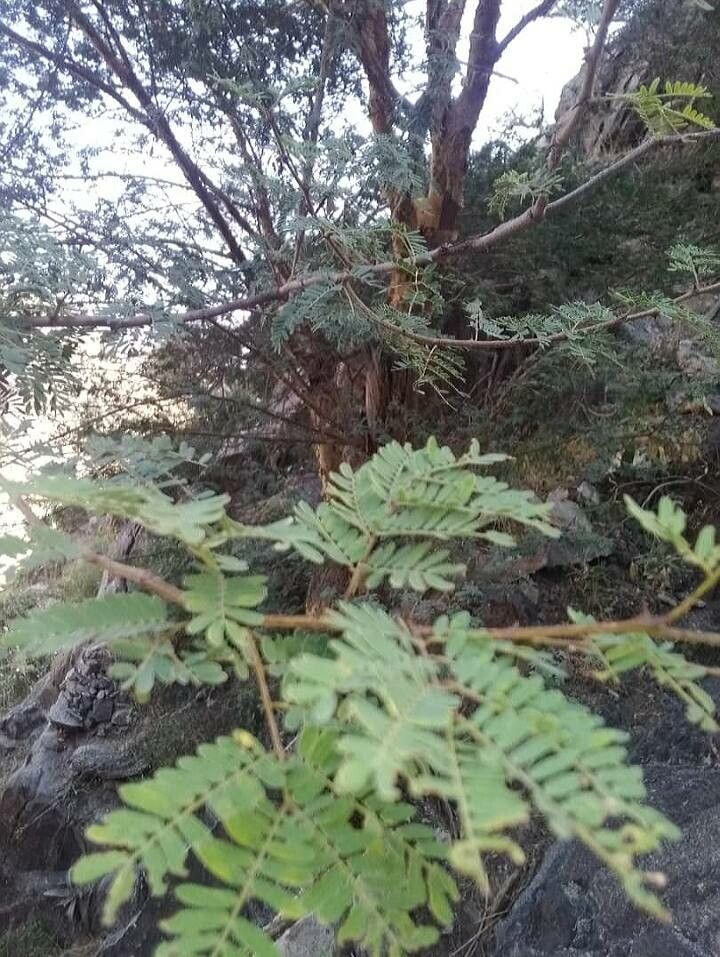 Senegalia asak — related species from the same genus