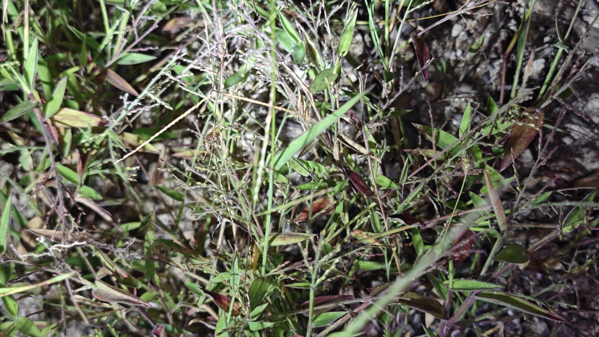 Urochloa villosa — houseplant care guide