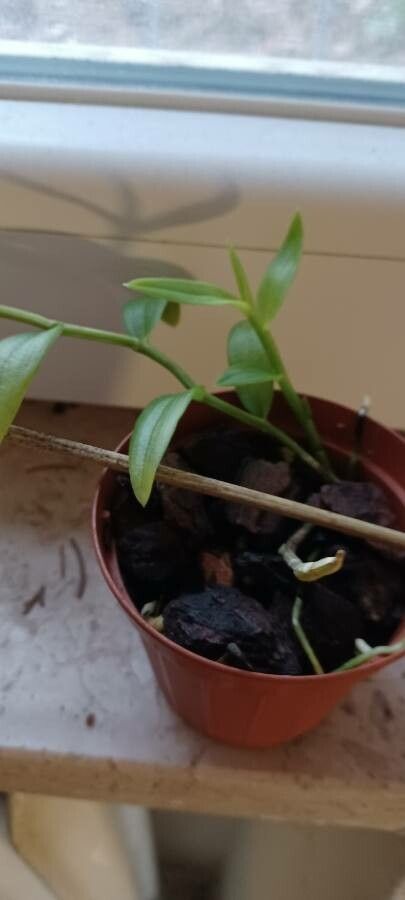 Dendrobium loddigesii — search result for 'Anemone'