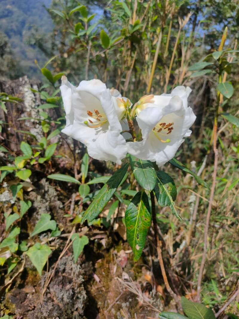 Rhododendron lindleyi flower