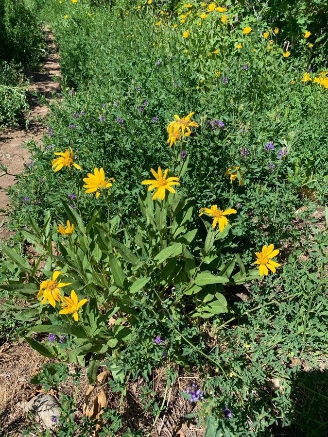 Arnica mollis — search result for 'Arnica'