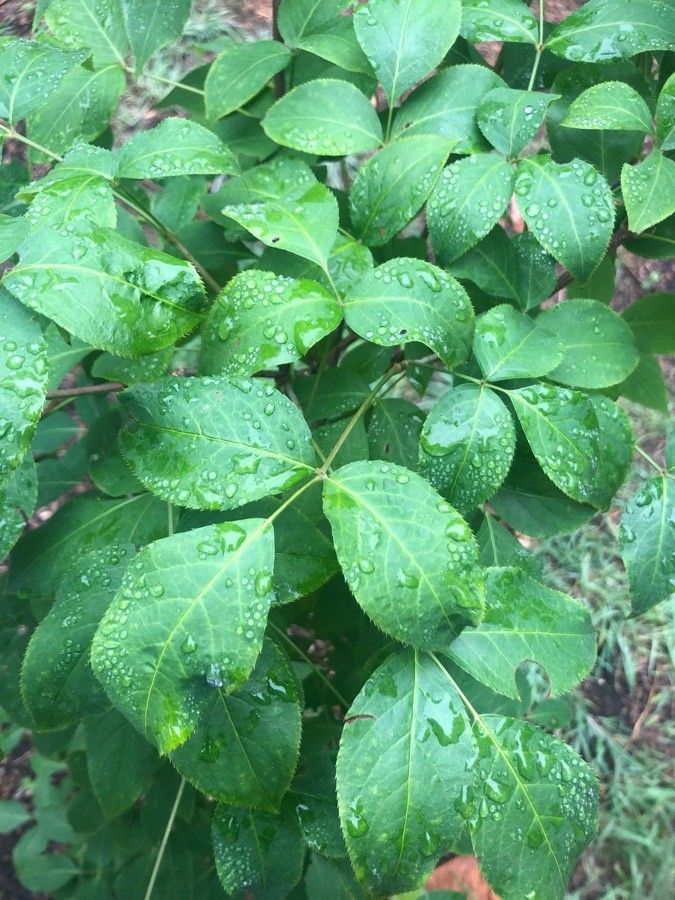 Staphylea bumalda — related species from the same genus