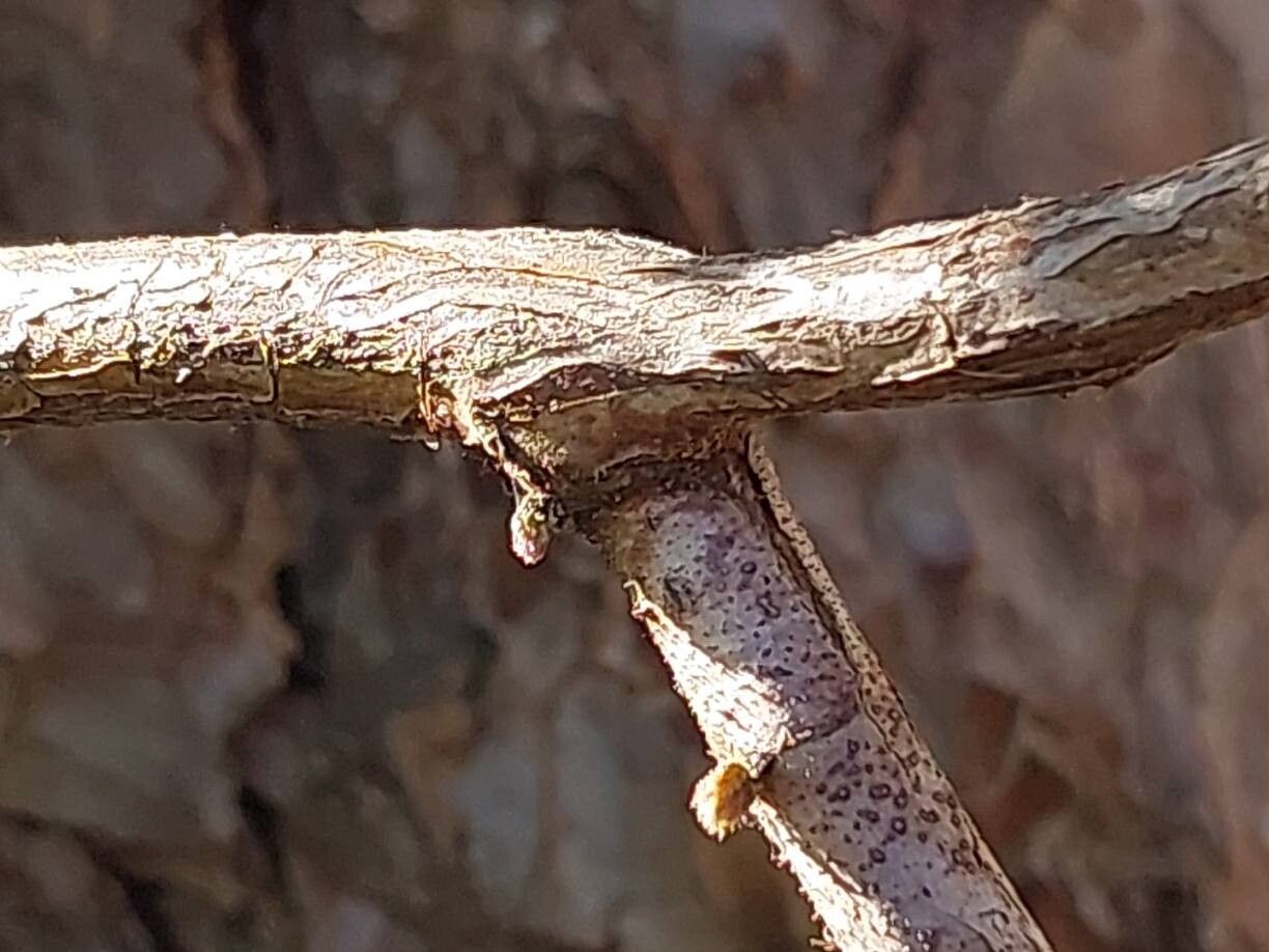 Rubus ichangensis bark