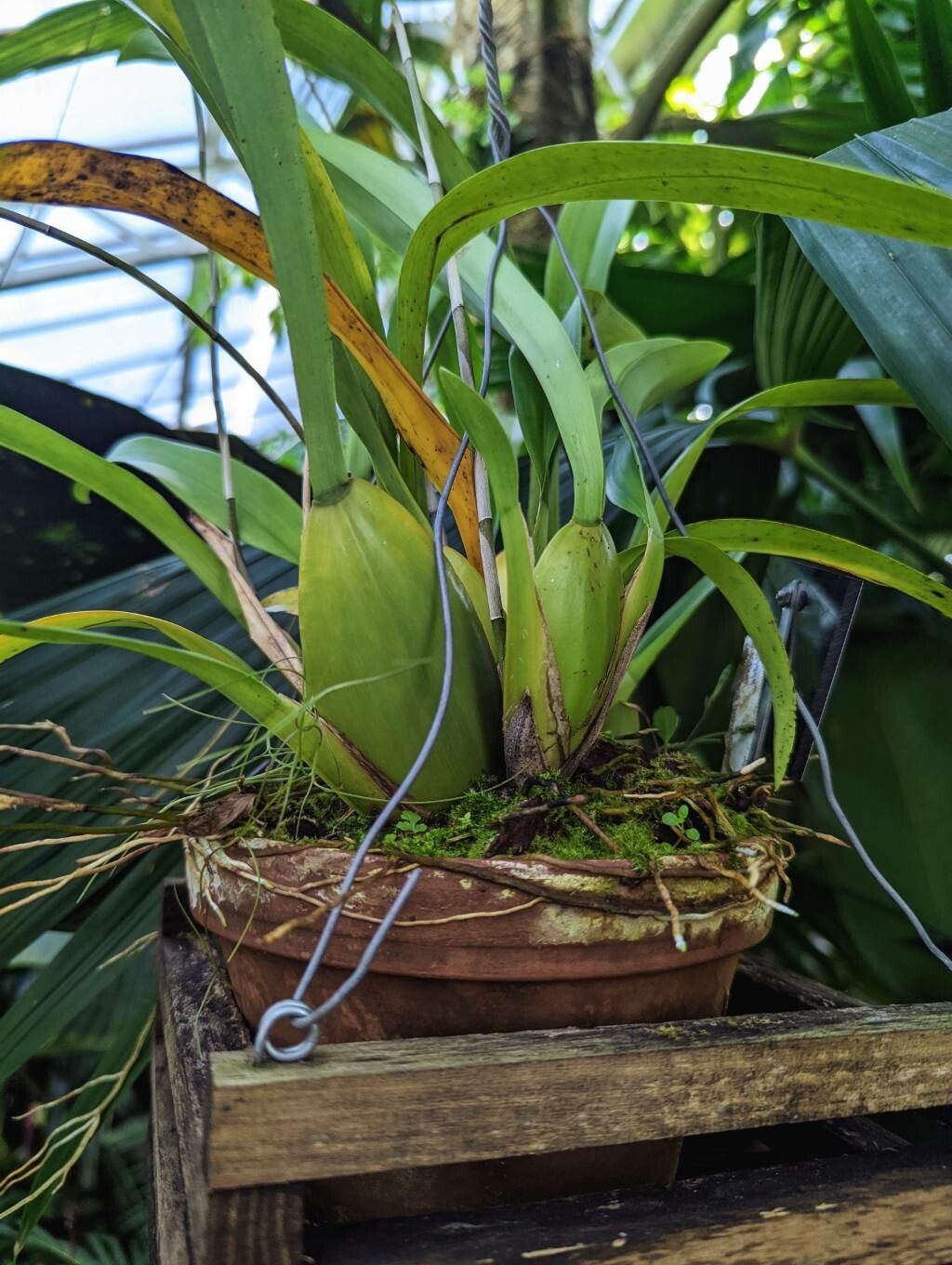 Oncidium planilabre bark