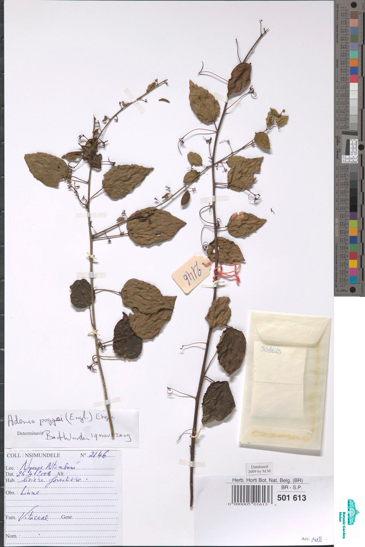 Adenia poggei — houseplant care guide