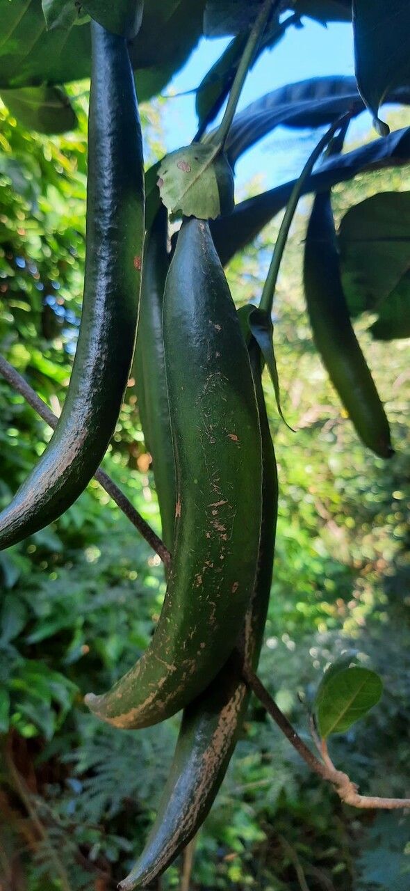 Atractocarpus bracteatus fruit