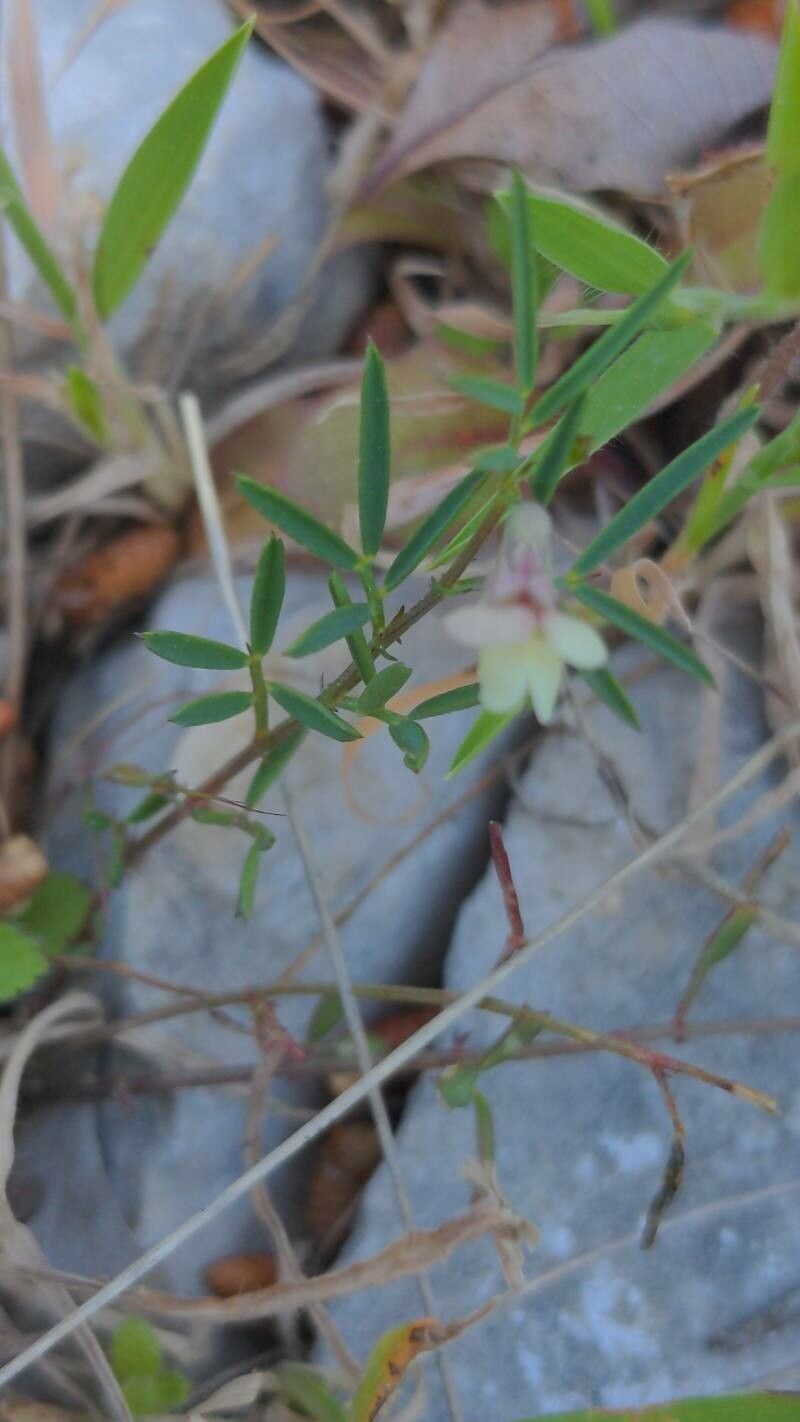 Lathyrus saxatilis — search result for 'Lathyrus'