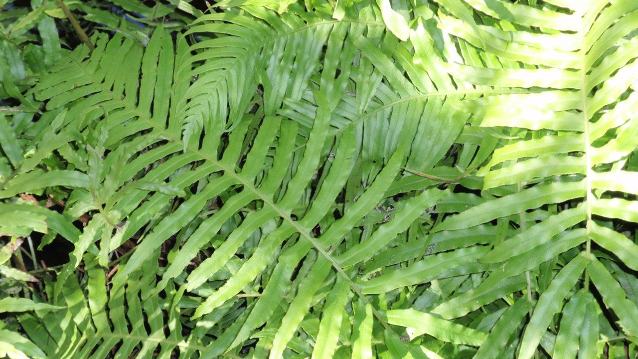 Blechnum cartilagineum — houseplant care guide