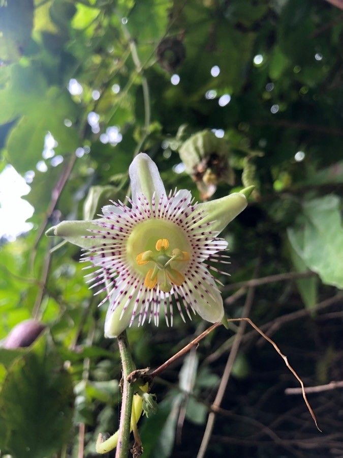 Passiflora adenopoda flower