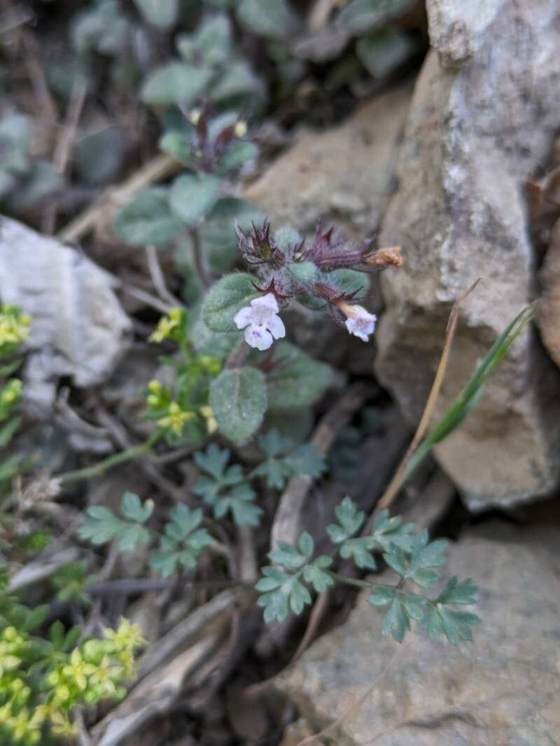Clinopodium atlanticum — houseplant care guide