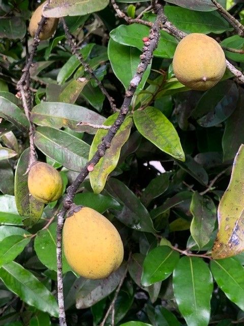 Diospyros major — search result for 'Fiji'