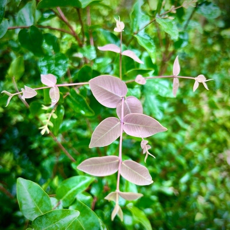 Syzygium baudouinii leaf