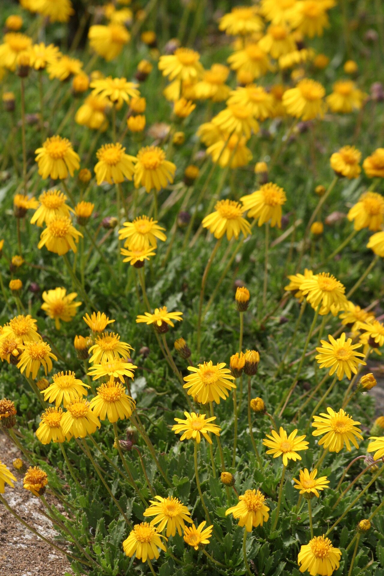 Haplopappus chrysanthemifolius — related species from the same genus