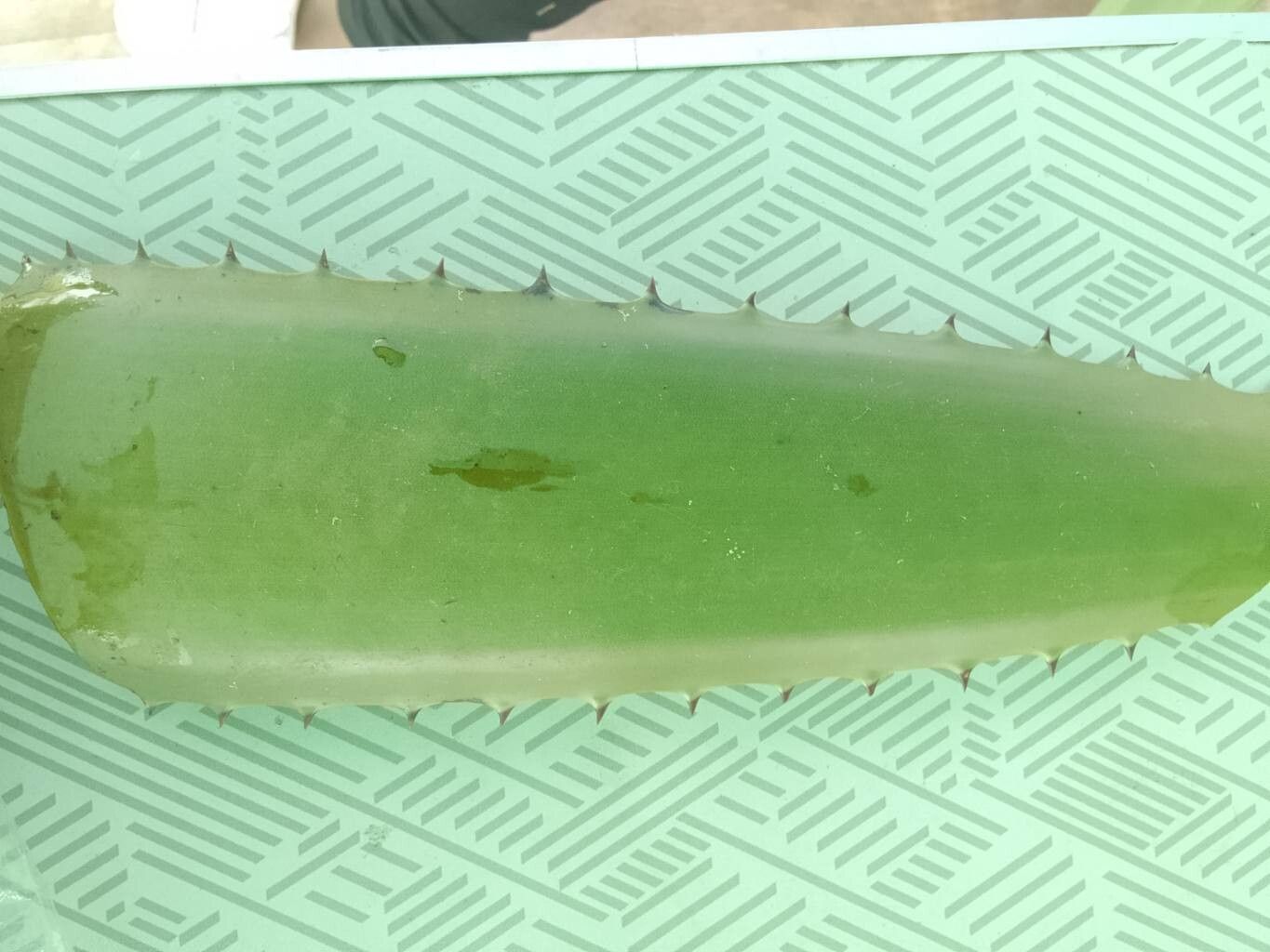 Aloe amicorum — houseplant care guide